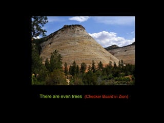 There are even trees (Checker Board in Zion)
 