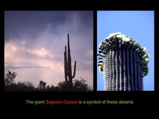 The giant Saguaro Cactus is a symbol of these deserts
 