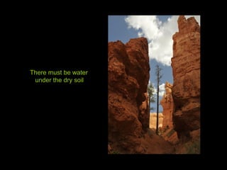 There must be water
under the dry soil
 