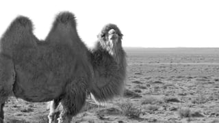 Statt hemmende Kompromisse 
≥ Mutige Entschlossenheit 
 