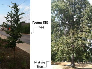 American elm! | PPTX