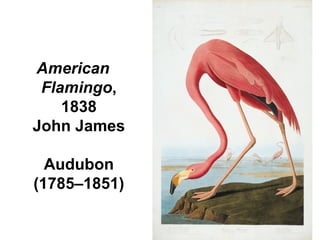 American
Flamingo,
1838
John James
Audubon
(1785–1851)
 