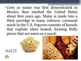 MAIZE
• Corn or maize was first domesticated in
Mexico, then reached the United States
about 800 years ago. Maize is made into a
thick porridge in many cultures: cornmeal
mush in the U.S. Popcorn consists of kernels
that explode when heated, forming fluffy
pieces that are eaten as a snack.
 