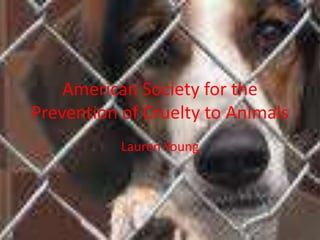 American Society for the
Prevention of Cruelty to Animals
Lauren Young
 