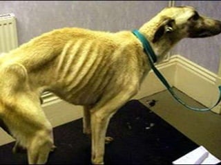 American government aspca