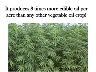It produces 3 times more edible oil per
 acre than any other vegetable oil crop!
 