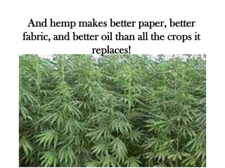And hemp makes better paper, better
fabric, and better oil than all the crops it
                replaces!
 