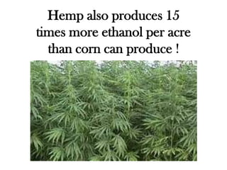 Hemp also produces 15
times more ethanol per acre
  than corn can produce !
 