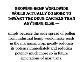 Growing hemp worldwide
  would actually do more to
thwart the drug cartels than
      anything else ---

simply because the wide spread of pollen
from industrial hemp would make seeds
  in the marijuana crop, greatly reducing
   its potency immediately and reducing
       potency much more so in future
          generations of marijuana.
 