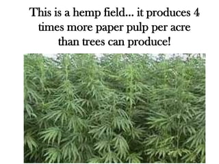 This is a hemp field… it produces 4
 times more paper pulp per acre
      than trees can produce!
 