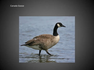 Canada Goose
 