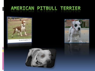 American Pitbull terrier 