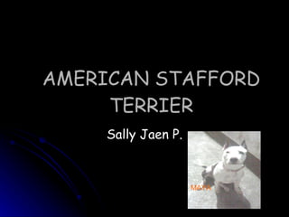 AMERICAN STAFFORD TERRIER Sally Jaen P. MAYA 