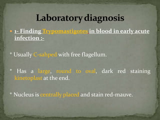  1- Finding Trypomastigotes in blood in early acute
infection :-
* Usually C-sahped with free flagellum.
* Has a large, round to oval, dark red staining
kinetoplast at the end.
* Nucleus is centrally placed and stain red-mauve.
 