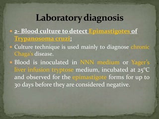  2- Blood culture to detect Epimastigotes of
Trypanosoma cruzi:
 Culture technique is used mainly to diagnose chronic
Chaga's disease.
 Blood is inoculated in NNN medium or Yager’s
liver infusion tryptose medium, incubated at 25°C
and observed for the epimastigote forms for up to
30 days before they are considered negative.
 