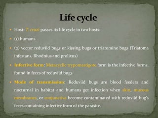  Host: T. cruzi passes its life cycle in two hosts:
 (1) humans.
 (2) vector reduviid bugs or kissing bugs or triatomine bugs (Triatoma
infestans, Rhodnius and prolixus)
 Infective form: Metacyclic trypomastigote form is the infective forms,
found in feces of reduviid bugs.
 Mode of transmission: Reduviid bugs are blood feeders and
nocturnal in habitat and humans get infection when skin, mucous
membranes, or conjunctiva become contaminated with reduviid bug’s
feces containing infective form of the parasite.
 