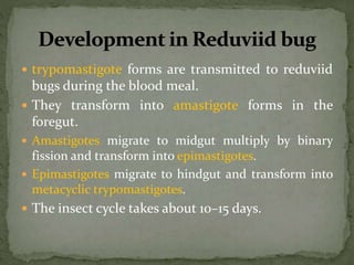  trypomastigote forms are transmitted to reduviid
bugs during the blood meal.
 They transform into amastigote forms in the
foregut.
 Amastigotes migrate to midgut multiply by binary
fission and transform into epimastigotes.
 Epimastigotes migrate to hindgut and transform into
metacyclic trypomastigotes.
 The insect cycle takes about 10–15 days.
 