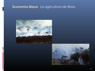 Economía Maya: La agricultura de Roza.




                                         8
 