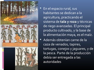 Economía
            En el espacio rural, sus
             habitantes se dedican a la
             agricultura, practicando el
             sistema de tala y roza y técnicas
             de riego avanzadas. El principal
             producto cultivado, y la base de
             la alimentación maya, es el maíz.
            Además obtenían carne de la
             caza de venados, tapires,
             tortugas, conejos y jaguares, y de
             la pesca. Parte de la producción
             debía ser entregada a las
             autoridades
 