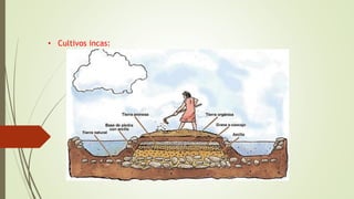• Cultivos incas:
 