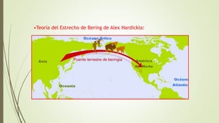 •Teoría del Estrecho de Bering de Alex Hardickla:
 