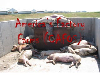 America’s Factory Farms (CAFOS) 