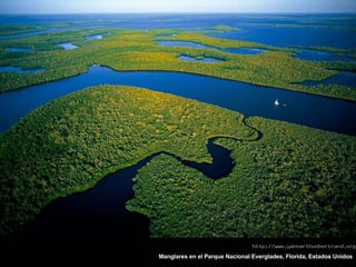 Manglares en el Parque Nacional Everglades, Florida, Estados Unidos 