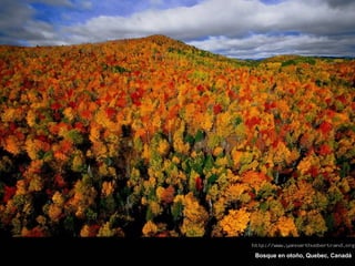 Bosque en otoño, Quebec, Canadá 