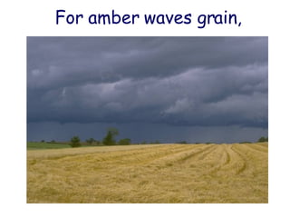 For amber waves grain, 