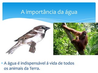 A importância da água   A água é indispensável á vida de todos os animais da Terra.