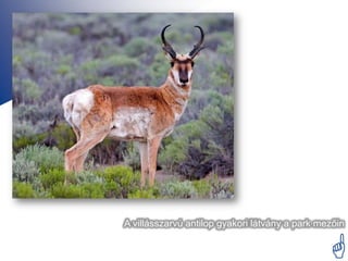 A villásszarvú antilop gyakori látvány a park mezőin


                                                
 