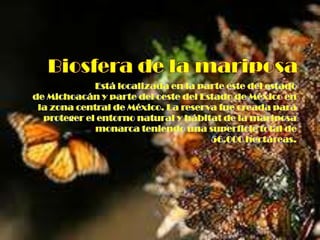 Biosfera de la mariposaEstá localizada en la parte este del estado de Michoacán y parte del oeste del Estado de México en la zona central de México. La reserva fue creada para proteger el entorno natural y hábitat de la mariposa monarca teniendo una superficie total de 56.000 hectáreas.