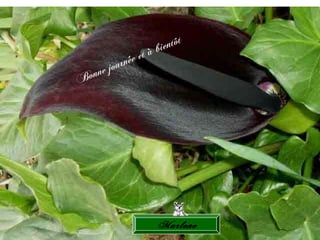 Marlene Bonne journée et à bientôt 