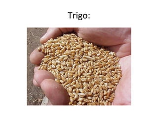 Trigo:
 