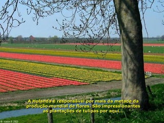 A Holanda é responsável por mais da metade da
produção mundial de flores. São impressionantes
       as plantações de tulipas por aqui...
 