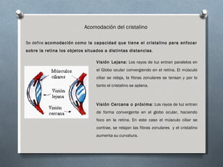 Acomodación del cristalino

Se define acomodación como la capacidad que tiene el cristalino para enfocar
sobre la retina los objetos situados a distintas distancias.

                                 Visión Lejana: Los rayos de luz entran paralelos en
                                 el Globo ocular convergiendo en el retina. El músculo
                                 ciliar se relaja, la fibras zonulares se tensan y por lo
                                 tanto el cristalino se aplana.



                                 Visión Cercana o próxima: Los rayos de luz entran
                                 de forma convergente en el globo ocular, haciendo
                                 foco en la retina. En este caso el músculo ciliar se
                                 contrae, se relajan las fibras zonulares y el cristalino
                                 aumenta su curvatura.
 