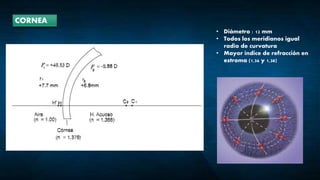CORNEA
• Diámetro : 12 mm
• Todos los meridianos igual
radio de curvatura
• Mayor índice de refracción en
estroma (1,36 y 1,38)
 