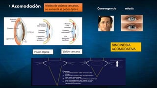 • Acomodación
Visión lejana Visión cercana
SINCINESIA
ACOMODATIVA
Nitidez de objetos cercanos,
se aumenta el poder óptico Convergencia miosis
 