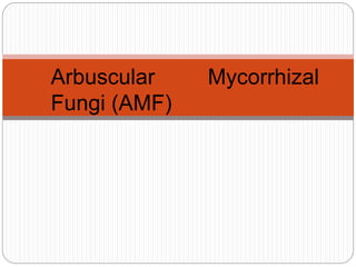 Arbuscular Mycorrhizal
Fungi (AMF)
 
