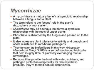 Mycorrhizae
 A mycorrhiza is a mutually beneficial symbiotic relationship
between a fungus and a plant.
 The term refers to the fungus' role in the plant's
rhizosphere or root system.
 Mycorrhizae may be a fungus that forms a symbiotic
relationship with the roots of upper plants.
 Phosphate is absorbed by the fungus and passed on to the
plant.
 It also increases plant tolerance to salinity and drought and
offers resistance to root-borne pathogens.
 They function as biofertilizers in this way. Arbuscular
Mycorrhizal Fungi (AMF) is a sort of root-bound biotrophs
that help roughly 80% of plants by exchanging mutual
advantages.
 Because they provide the host with water, nutrients, and
pathogen protection reciprocally for photosynthetic
products, they're termed natural biofertilizers.
 
