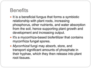 Benefits
 It is a beneficial fungus that forms a symbiotic
relationship with plant roots, increasing
phosphorus, other nutrients, and water absorption
from the soil, hence supporting plant growth and
development and increasing output.
 It's a mycorrhiza-based biofertilizer that contains
mycorrhiza fungal spores.
 Mycorrhizal fungi may absorb, store, and
transport significant amounts of phosphate in
their hyphae, which they then release into plant
root tissues.
 