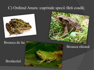 C) Ordinul Anura :cuprinde specii fără coadă;
Broasca râioasă
Brotăcelul
Broasca de lac
 