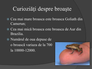 Curioziăţi despre broaşte
 Cea mai mare broasca este broasca Goliath din
Camerun;
 Cea mai mică broasca este broasca de Aur din
Brazilia.
 Numărul de oua depuse de
o broască variaza de la 700
la 10000-12000.
 