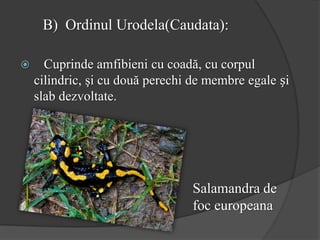 B) Ordinul Urodela(Caudata):
 Cuprinde amfibieni cu coadă, cu corpul
cilindric, şi cu două perechi de membre egale și
slab dezvoltate.
Salamandra de
foc europeana
 