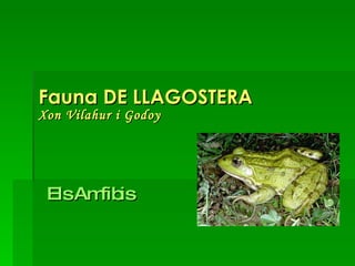 Fauna DE LLAGOSTERA Xon Vilahur i Godoy Els Amfibis 