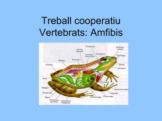 Treball cooperatiuVertebrats: Amfibis 