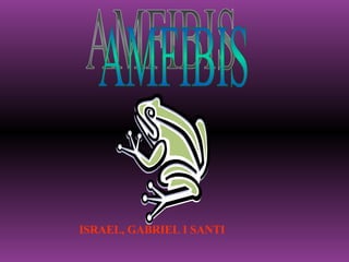 AMFIBIS ISRAEL, GABRIEL I SANTI 