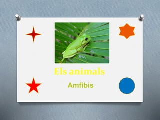 Els animals
Amfibis
 