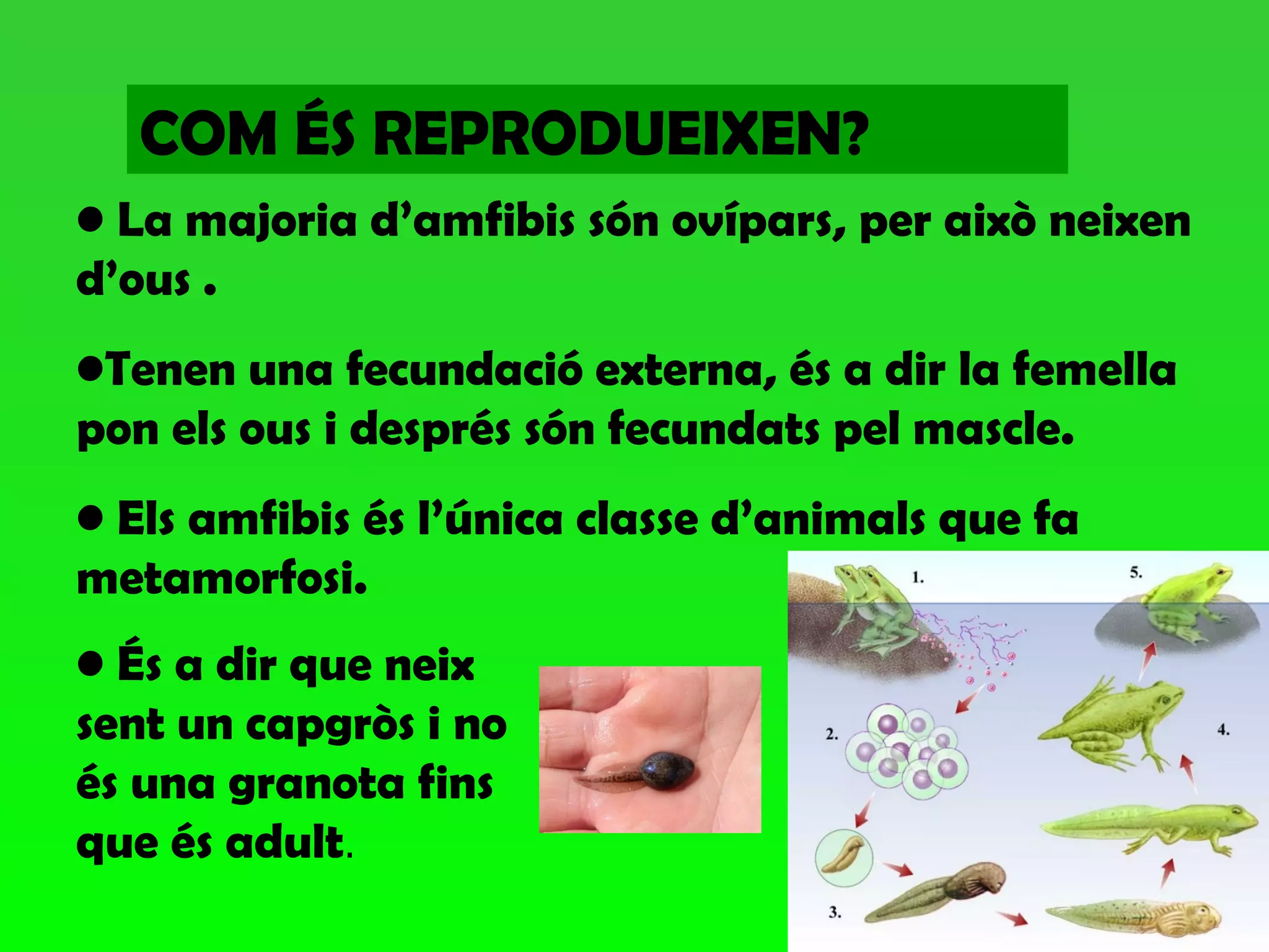 COM ÉS REPRODUEIXEN?
• La majoria d’amfibis són ovípars, per això neixen
d’ous .
•Tenen una fecundació externa, és a dir la femella
pon els ous i després són fecundats pel mascle.
• Els amfibis és l’única classe d’animals que fa
metamorfosi.
• És a dir que neix
sent un capgròs i no
és una granota fins
que és adult.
 