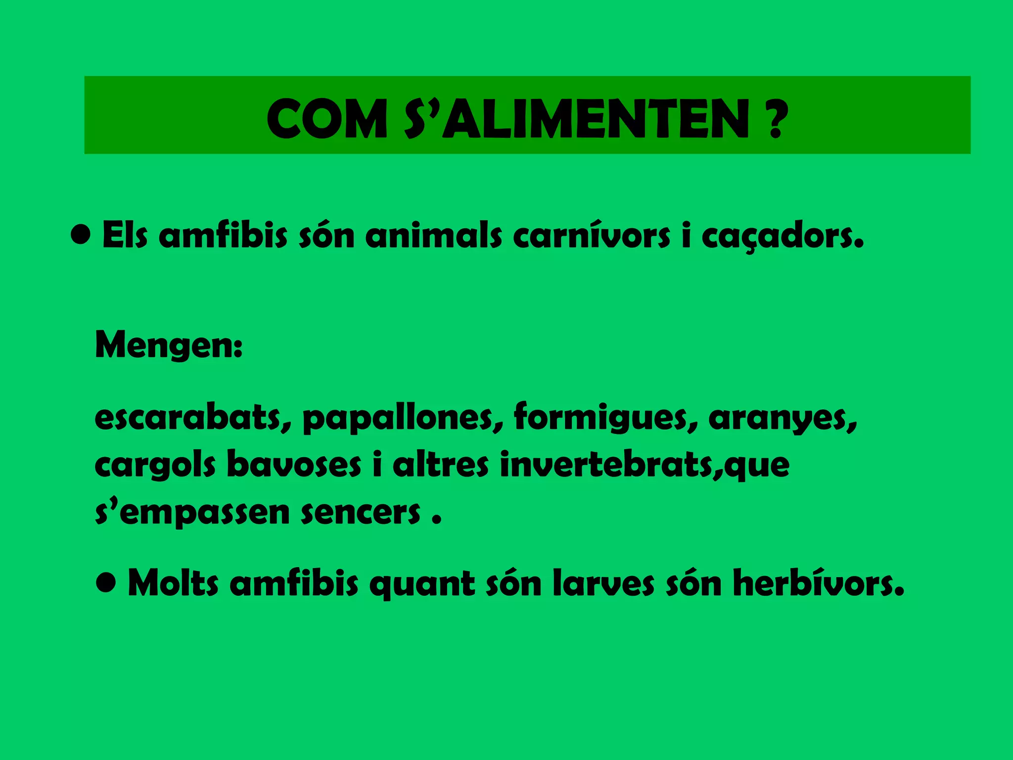COM S’ALIMENTEN ?
• Els amfibis són animals carnívors i caçadors.
Mengen:
escarabats, papallones, formigues, aranyes,
cargols bavoses i altres invertebrats,que
s’empassen sencers .
• Molts amfibis quant són larves són herbívors.
 
